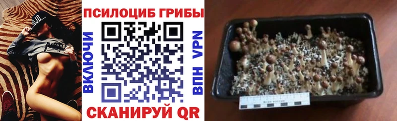 KRAKEN как войти  Кирово-Чепецк  Галлюциногенные грибы MAGIC MUSHROOMS 